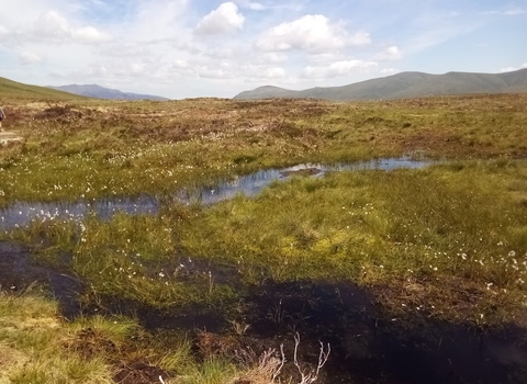 Nature Based Solutions To Climate Change | Cumbria Wildlife Trust